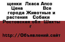 щенки  Лхаса Апсо › Цена ­ 20 000 - Все города Животные и растения » Собаки   . Ростовская обл.,Шахты г.